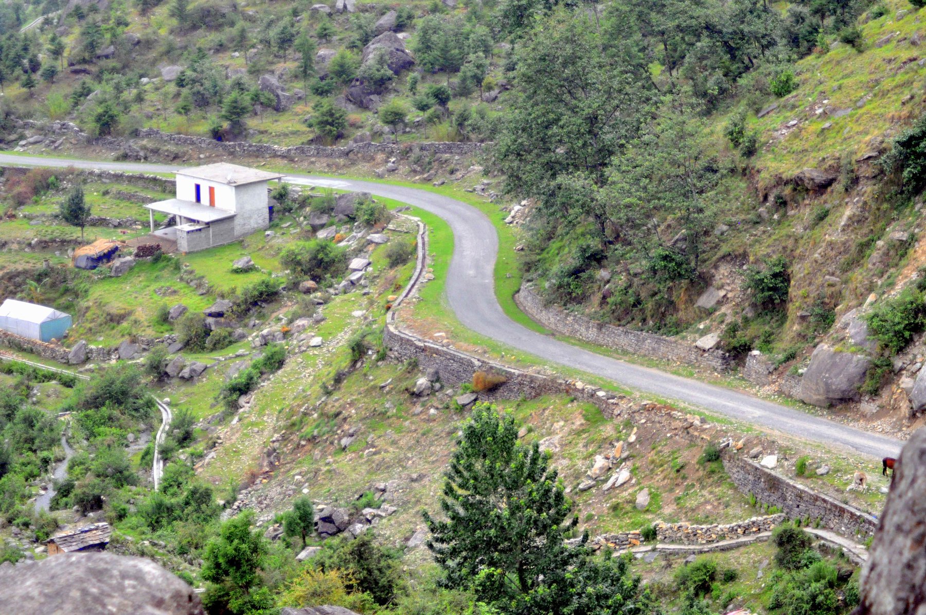A winding hairpin mountain road climbing through forest on the way to Munsiyari