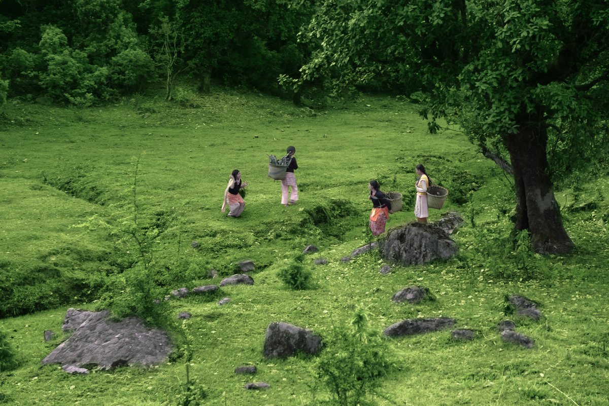 Women crossing a green forest meadow near Messarkund Bugyal, close to Sarmoli village and Munsiyari