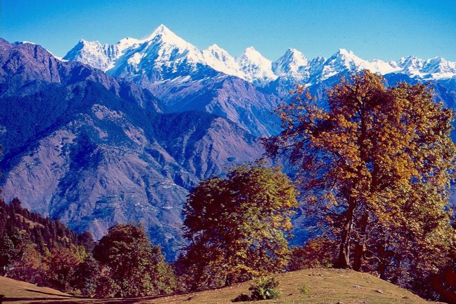 Autumn oak forest opening onto a meadow with the snow-capped Panchachuli range behind, near Munsiyari
