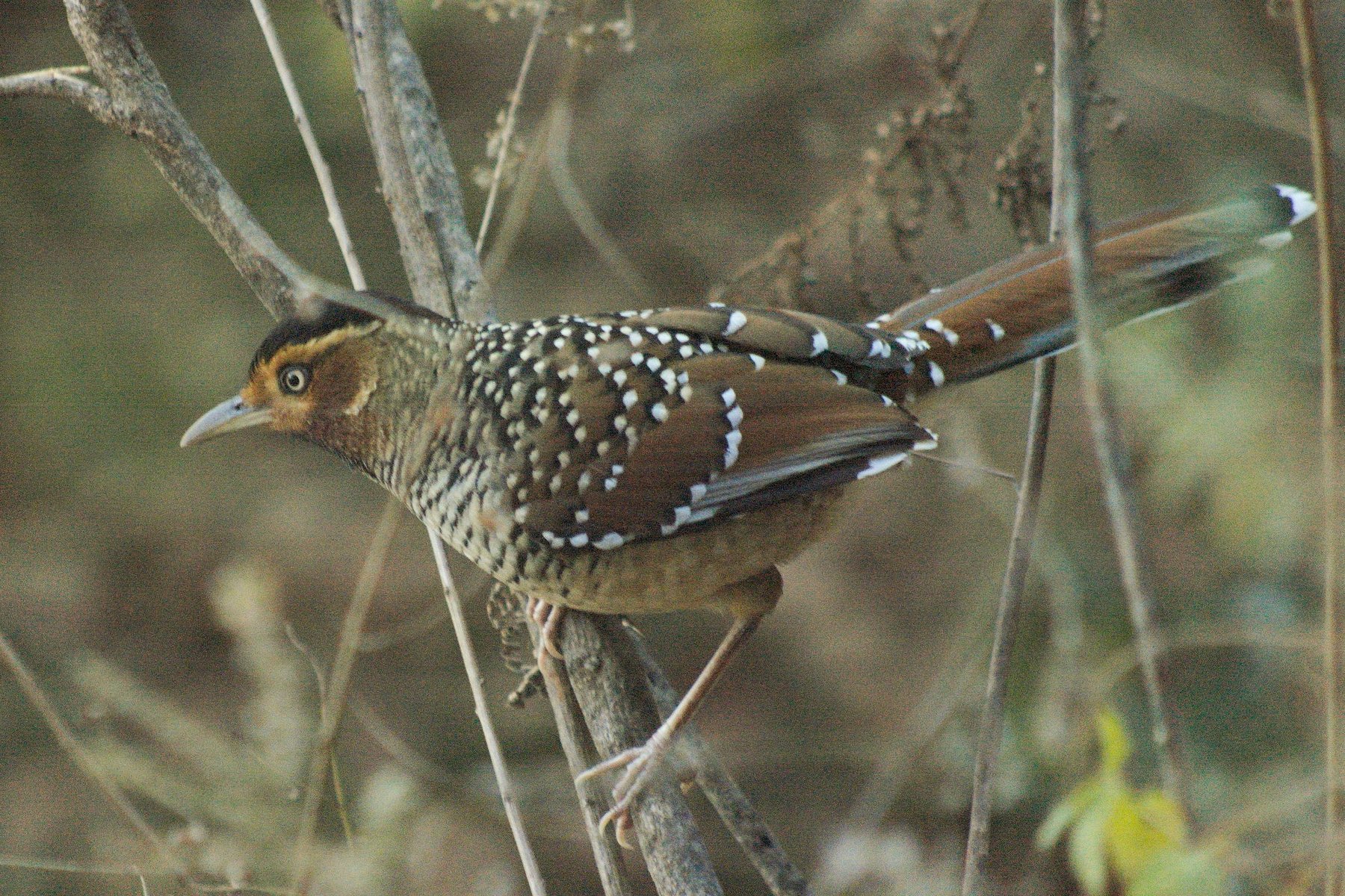 A Spotted Laughingthrush perched among bare branches in the forest undergrowth of Sarmoli village